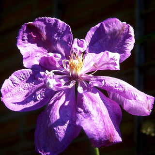 Großblütige Waldrebe 'William Kennett' (Clematis x cult.)
