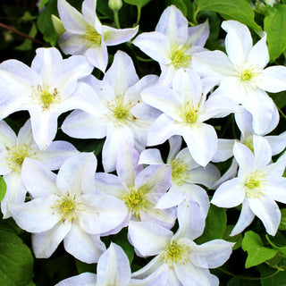 Großblütige Waldrebe 'Yukikomachi' (Clematis x cult.)