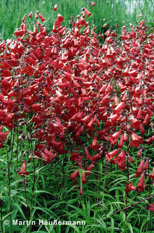 Großblütiger Bartfaden 'Paul Schönholzer' (Penstemon x cult.)