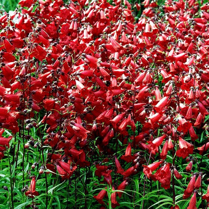Großblütiger Bartfaden 'Paul Schönholzer' (Penstemon x cult.)