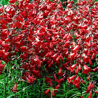 Großblütiger Bartfaden 'Paul Schönholzer' (Penstemon x cult.)