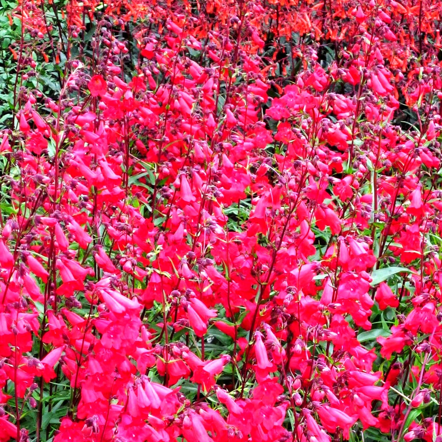 Großblütiger Bartfaden 'Paul Schönholzer' (Penstemon x cult.)