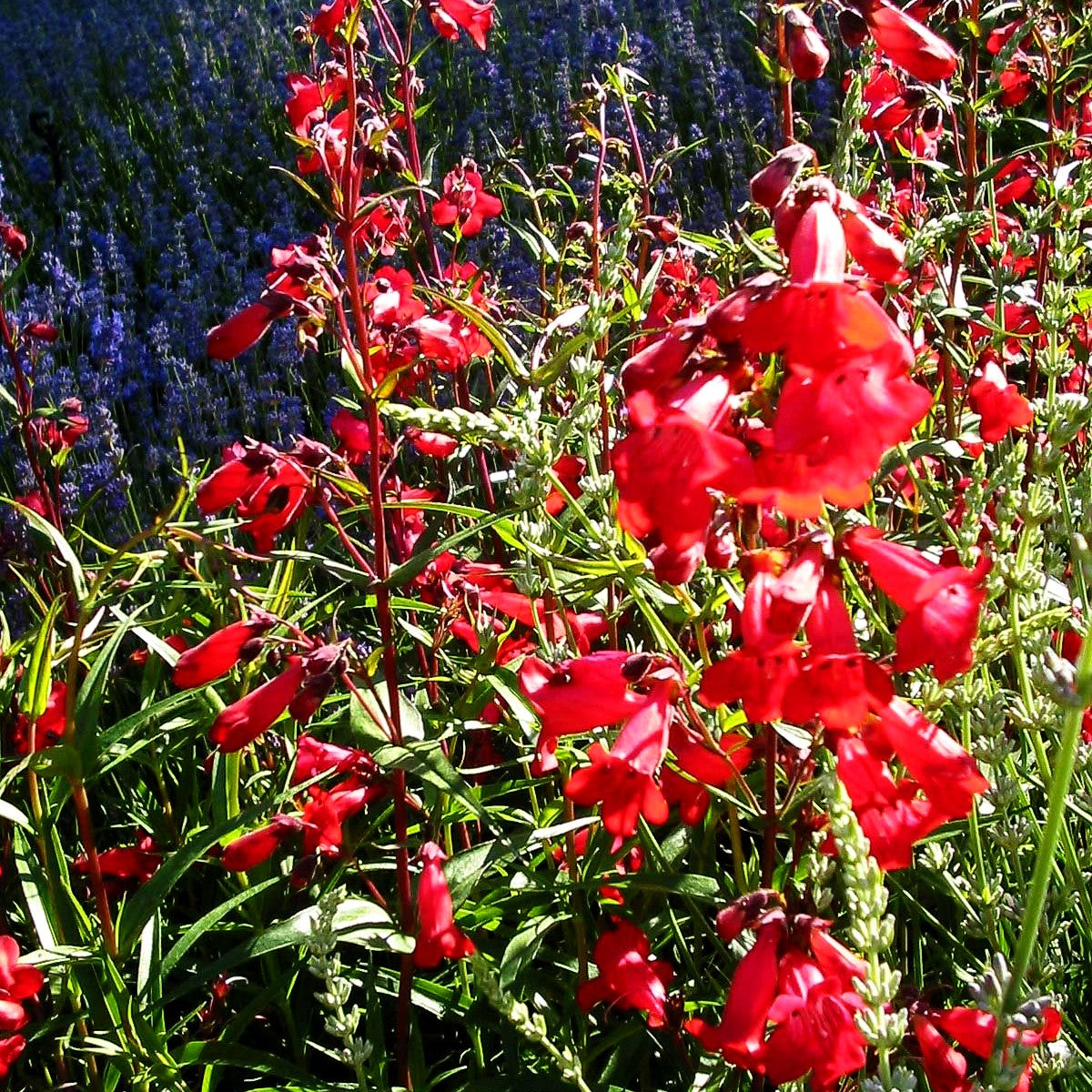 Großblütiger Bartfaden 'Paul Schönholzer' (Penstemon x cult.)