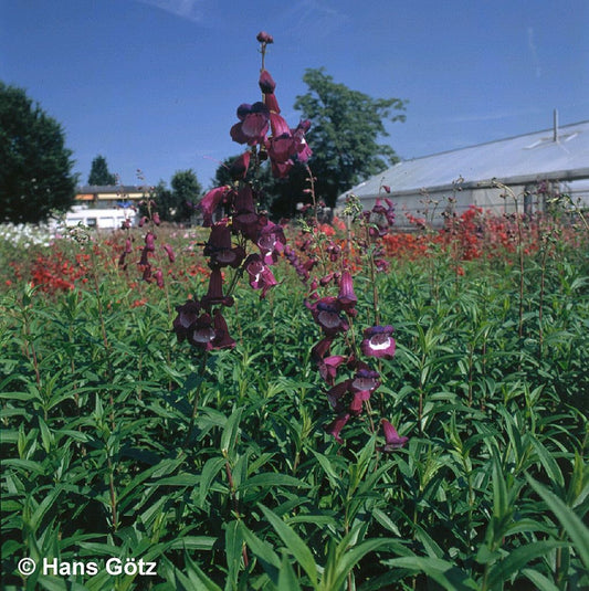 Großblütiger Bartfaden 'Purple Passion' (Penstemon x cult.)