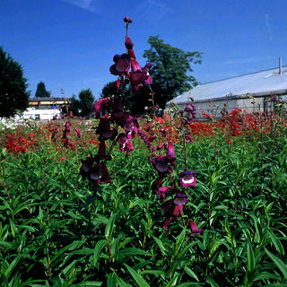 Großblütiger Bartfaden 'Purple Passion' (Penstemon x cult.)