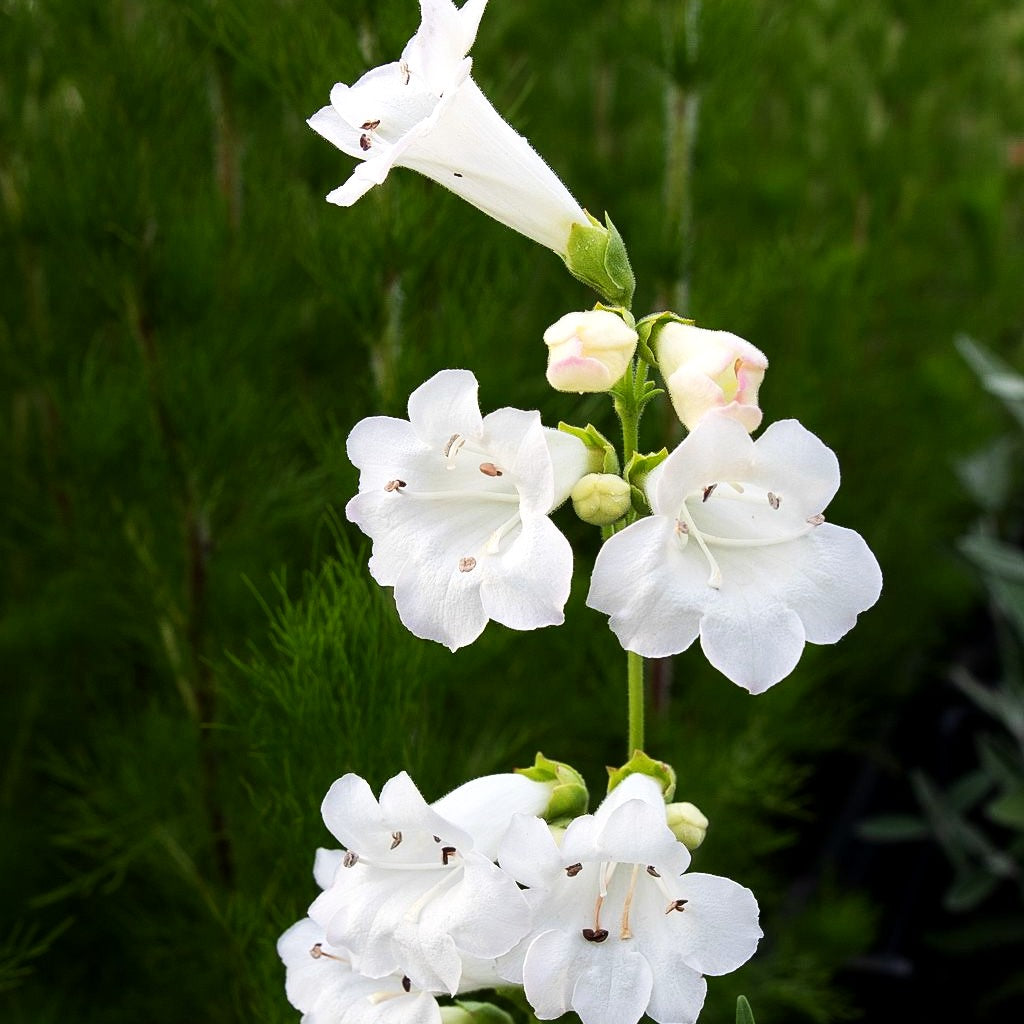 Großblütiger Bartfaden 'White Bedder' (Penstemon x cult.)