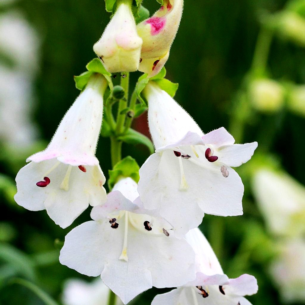 Großblütiger Bartfaden 'White Bedder' (Penstemon x cult.)