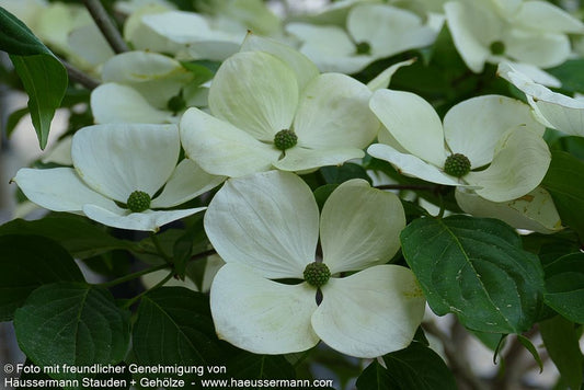 Großblütiger Blumen-Hartriegel 'Venus' (Cornus kousa)