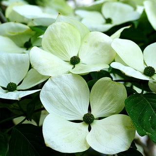 Großblütiger Blumen-Hartriegel 'Venus' (Cornus kousa)