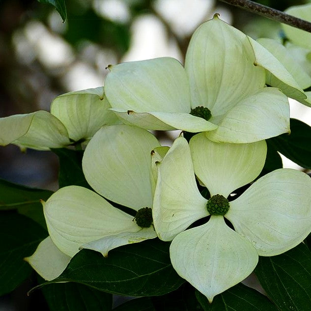 Großblütiger Blumen-Hartriegel 'Venus' (Cornus kousa)