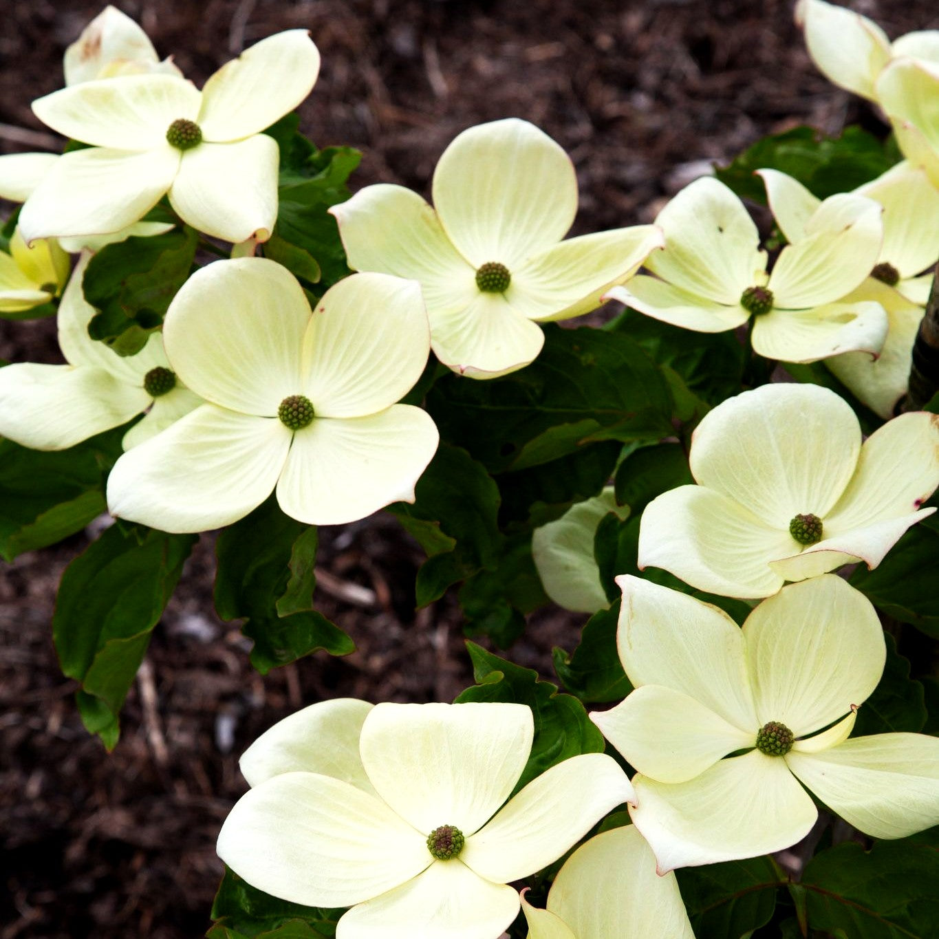 Großblütiger Blumen-Hartriegel 'Venus' (Cornus kousa)