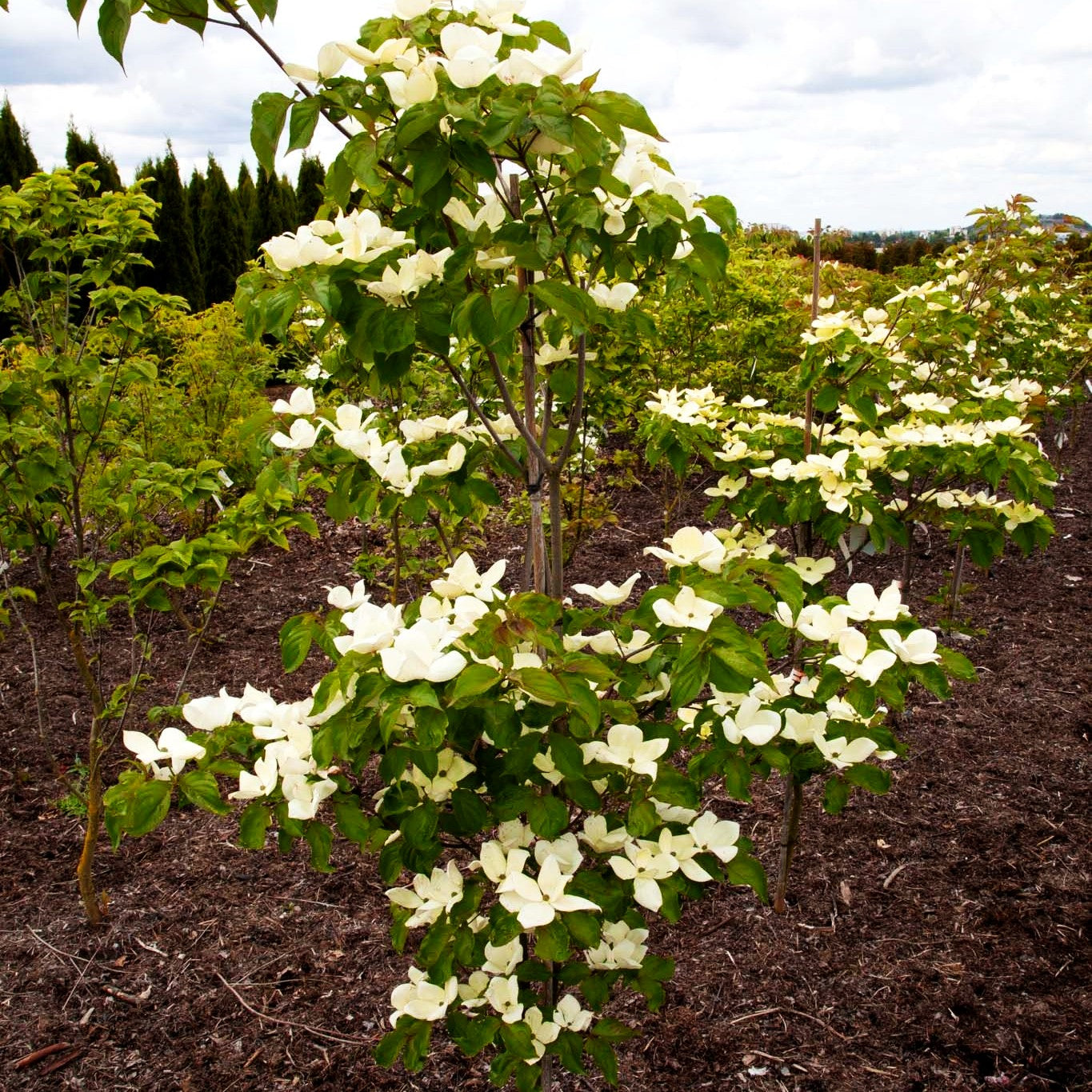 Großblütiger Blumen-Hartriegel 'Venus' (Cornus kousa)