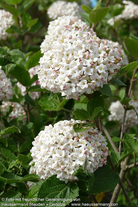 Großblütiger Duft-Schneeball (Viburnum x carlcephalum)