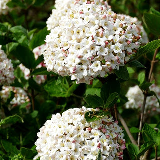 Großblütiger Duft-Schneeball (Viburnum x carlcephalum)