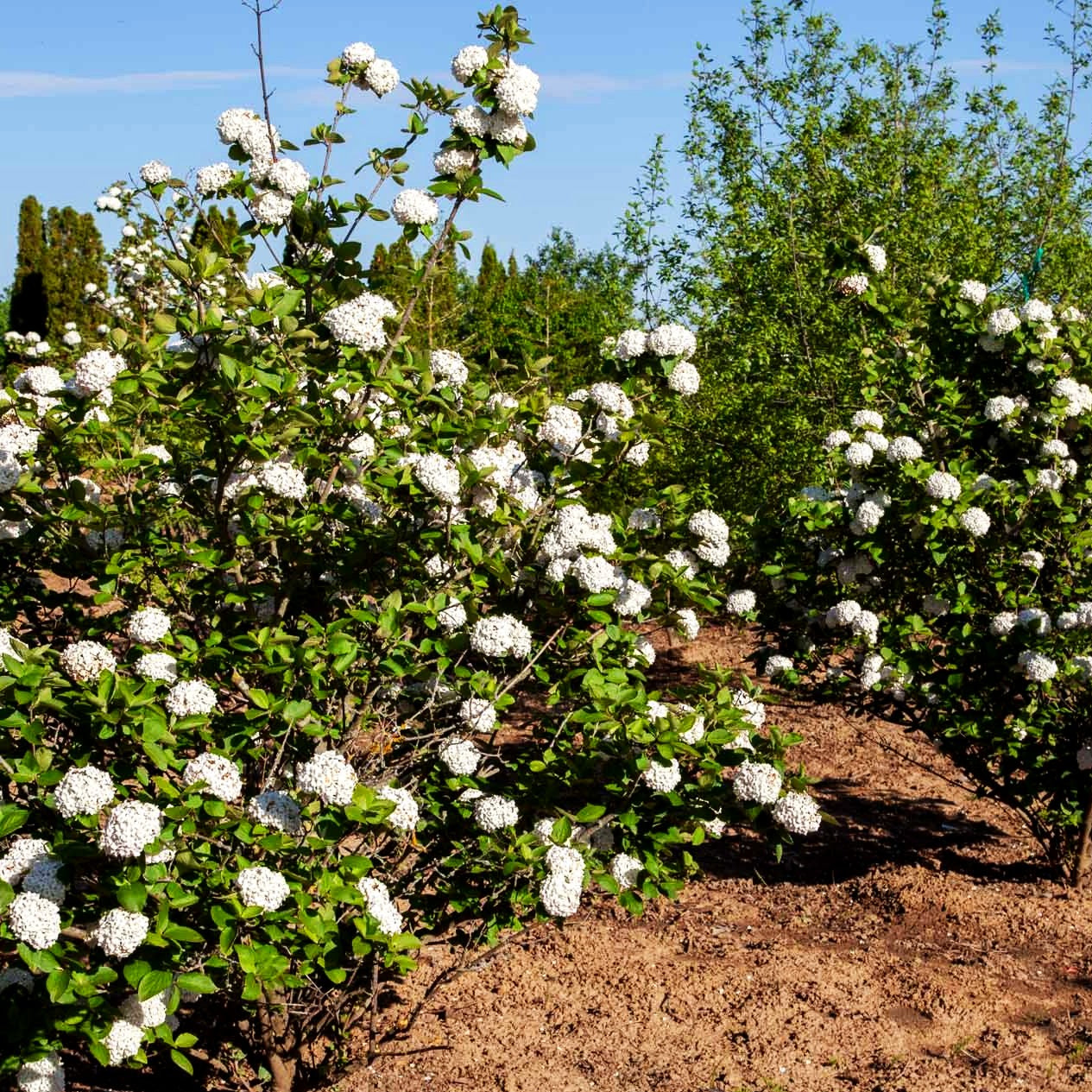 Großblütiger Duft-Schneeball (Viburnum x carlcephalum)