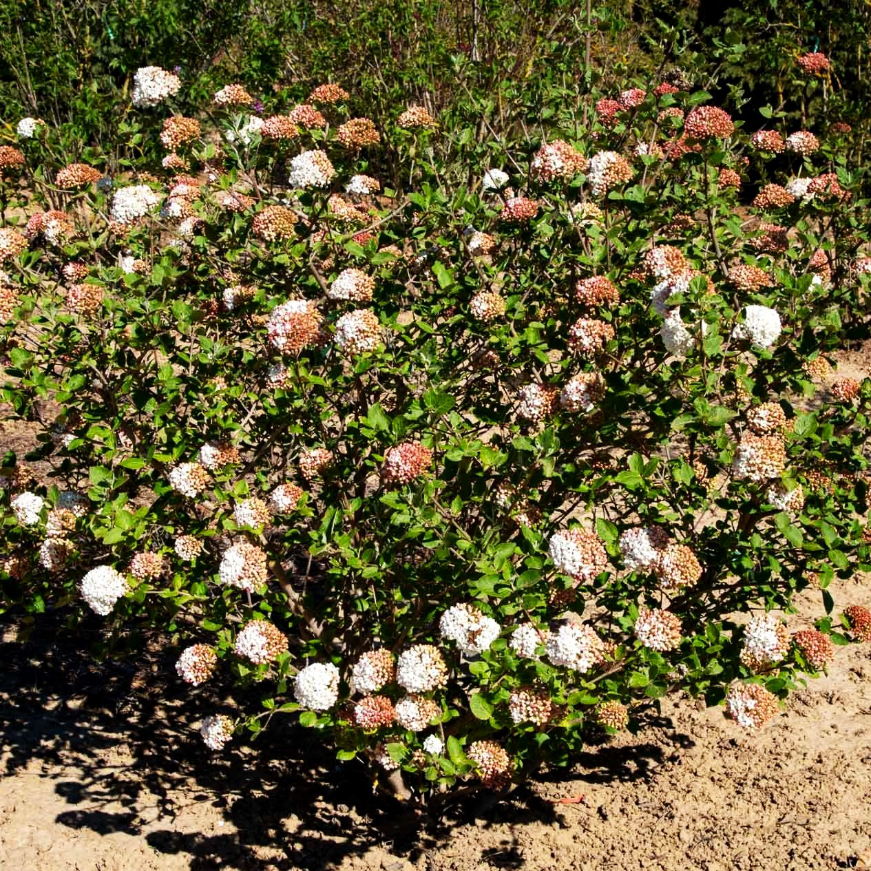 Großblütiger Duft-Schneeball (Viburnum x carlcephalum)