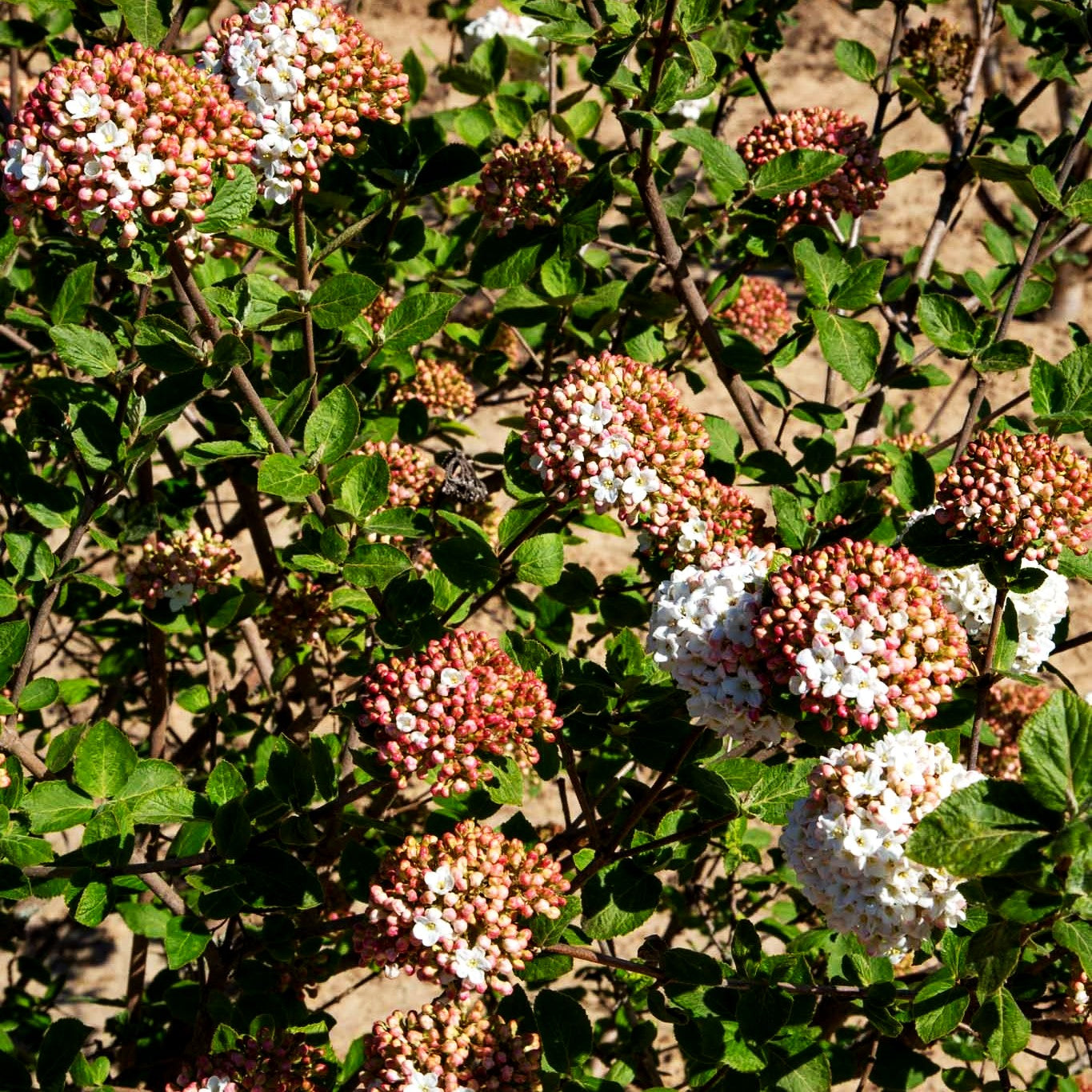 Großblütiger Duft-Schneeball (Viburnum x carlcephalum)