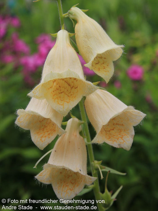 Großblütiger Fingerhut (Digitalis grandiflora)