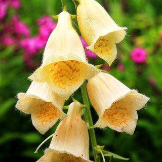 Großblütiger Fingerhut (Digitalis grandiflora)