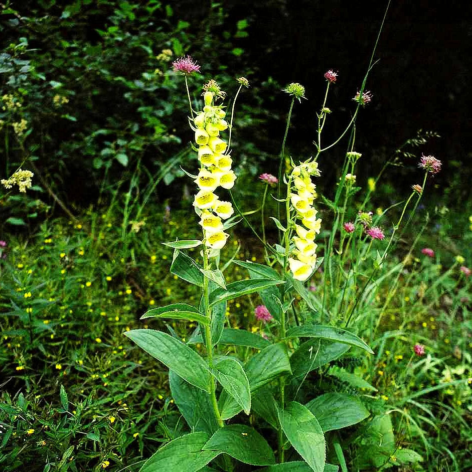 Großblütiger Fingerhut (Digitalis grandiflora)