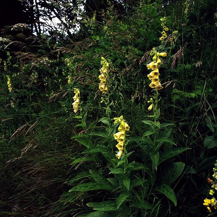 Großblütiger Fingerhut (Digitalis grandiflora)
