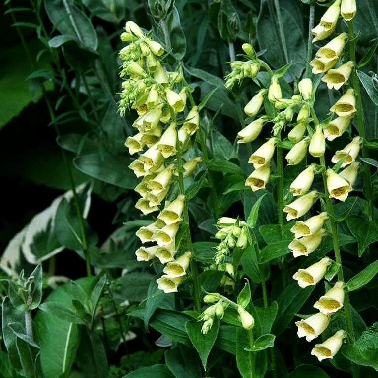 Großblütiger Fingerhut (Digitalis grandiflora)