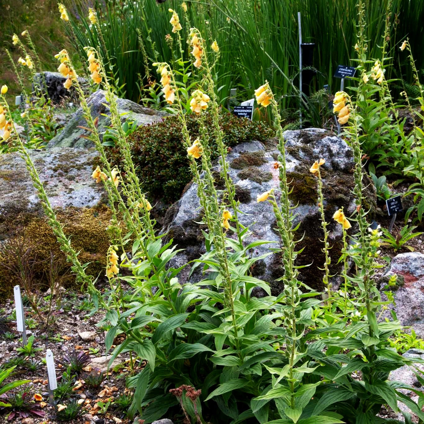 Großblütiger Fingerhut (Digitalis grandiflora)