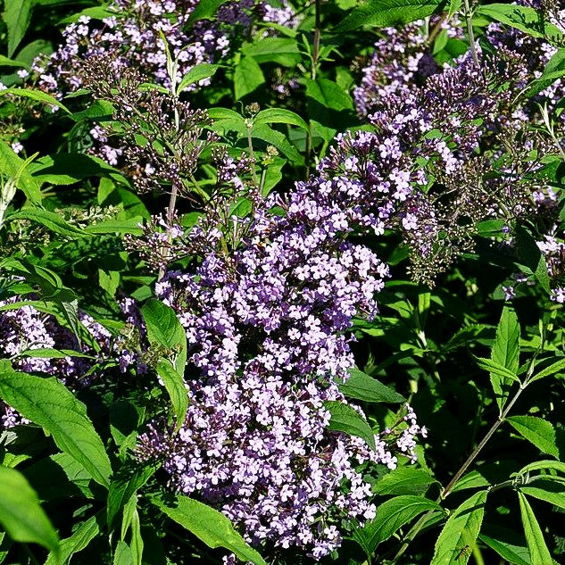 Großblütiger Sommerflieder 'Gulliver' (Buddleja davidii)