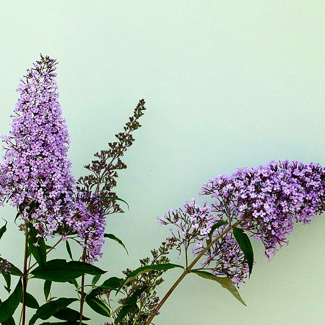 Großblütiger Sommerflieder 'Gulliver' (Buddleja davidii)