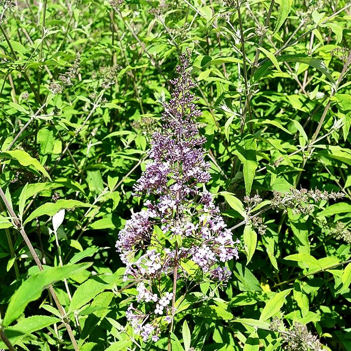Großblütiger Sommerflieder 'Gulliver' (Buddleja davidii)