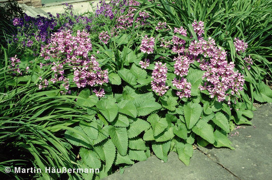 Großblütiger Ziest 'Superba' (Stachys grandiflora)