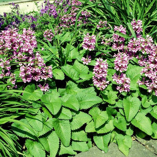 Großblütiger Ziest 'Superba' (Stachys grandiflora)