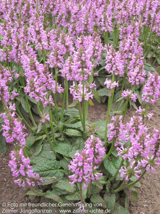 Großblütiger Ziest 'Ukkie' (Stachys grandiflora)