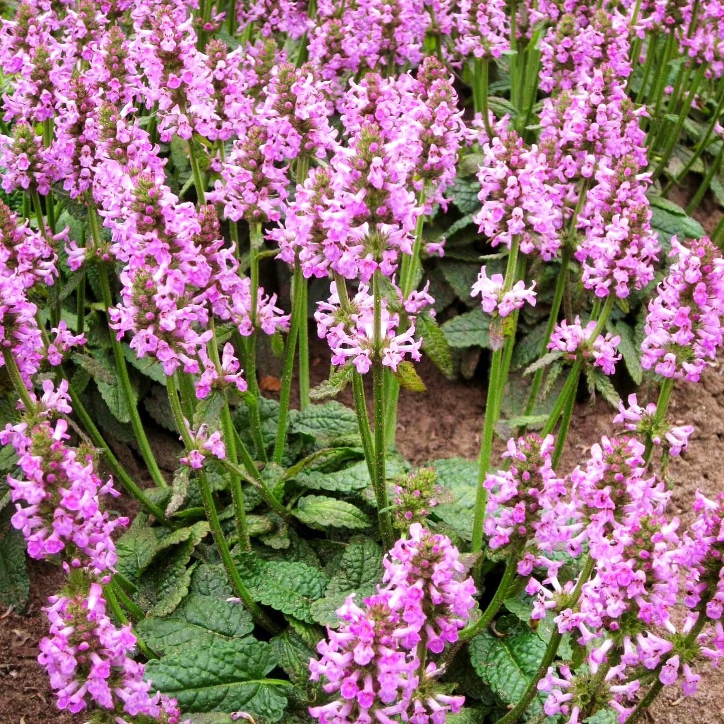 Großblütiger Ziest 'Ukkie' (Stachys grandiflora)