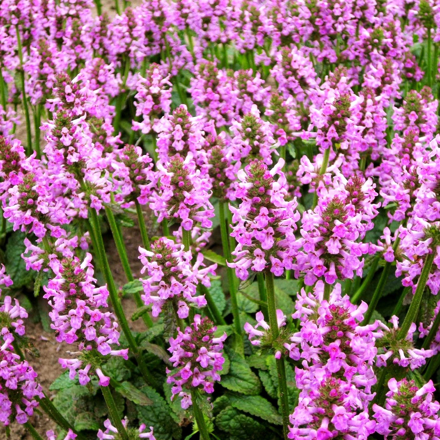 Großblütiger Ziest 'Ukkie' (Stachys grandiflora)