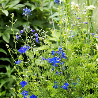 Großblütiger Zwerg-Rittersporn 'Blauer Zwerg' (Delphinium grdfl.)