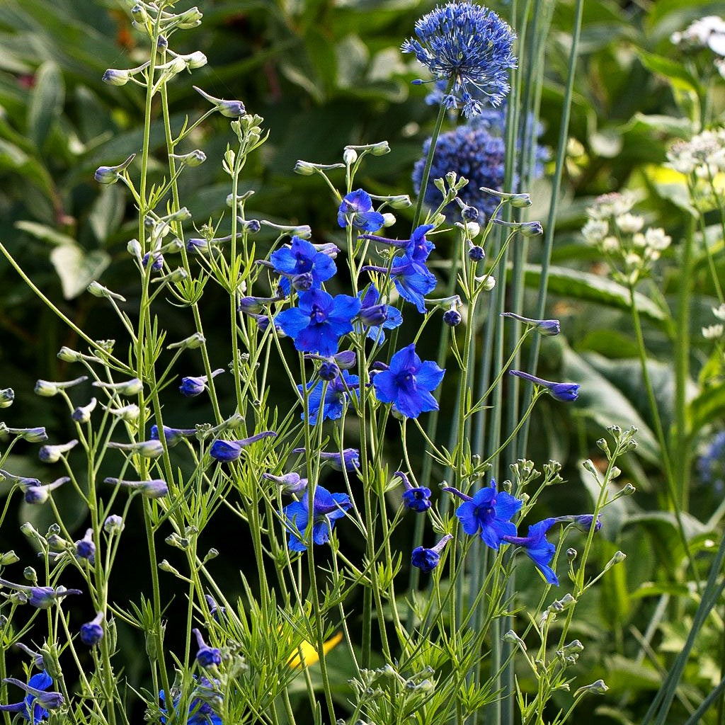 Großblütiger Zwerg-Rittersporn 'Blauer Zwerg' (Delphinium grdfl.)