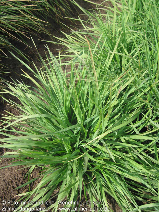 Großblütiges Zittergras 'Limouzi' (Briza media)