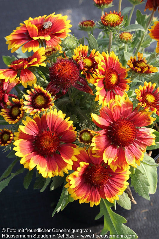 Großblumige Kokardenblume 'Arizona Sun' (Gaillardia x grandiflora)
