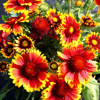 Großblumige Kokardenblume 'Arizona Sun' (Gaillardia x grandiflora)