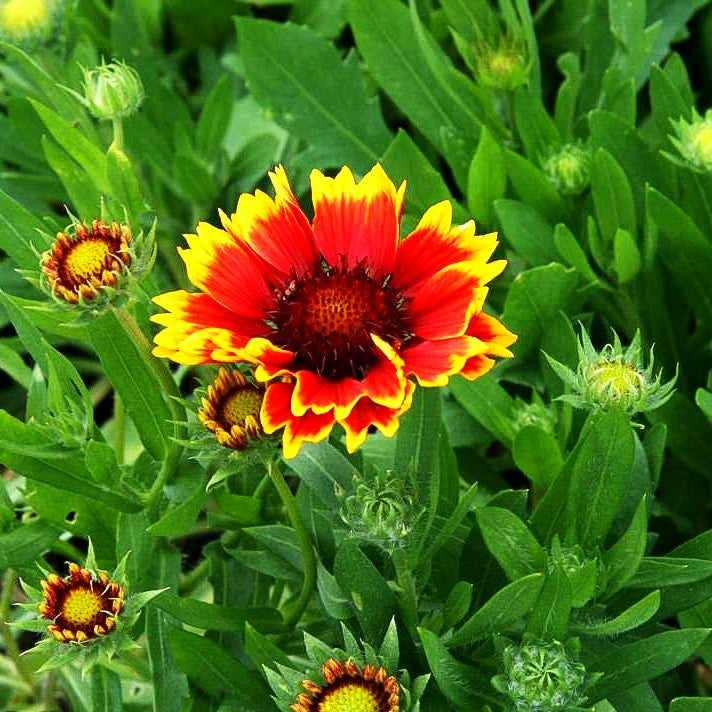 Großblumige Kokardenblume 'Arizona Sun' (Gaillardia x grandiflora)