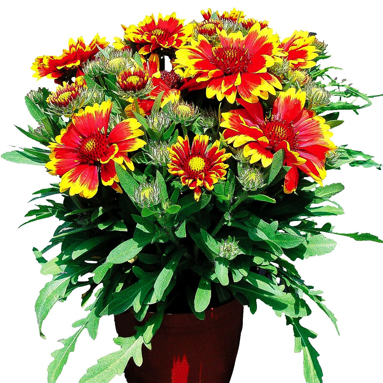Großblumige Kokardenblume 'Arizona Sun' (Gaillardia x grandiflora)