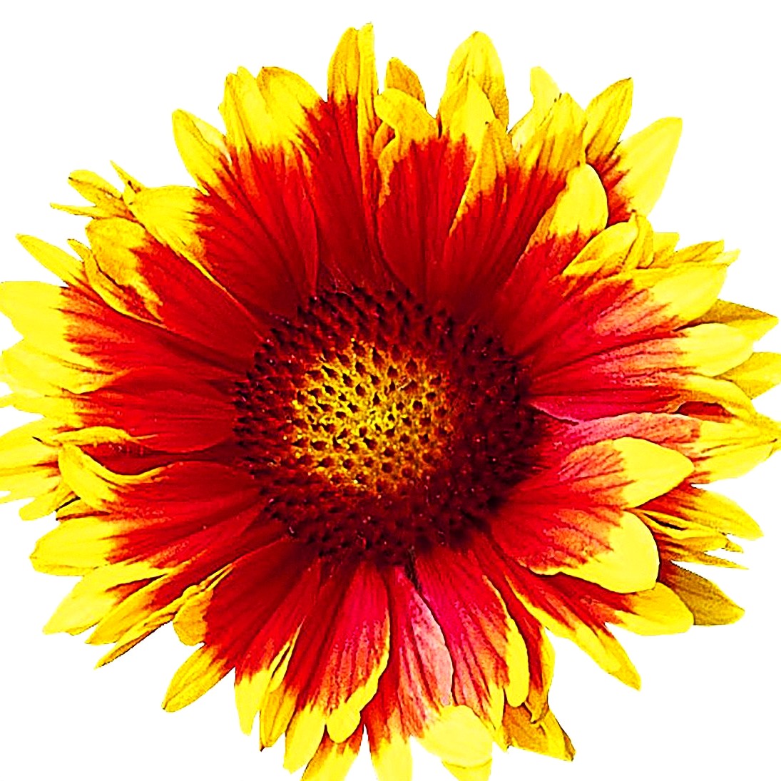 Großblumige Kokardenblume 'Arizona Sun' (Gaillardia x grandiflora)