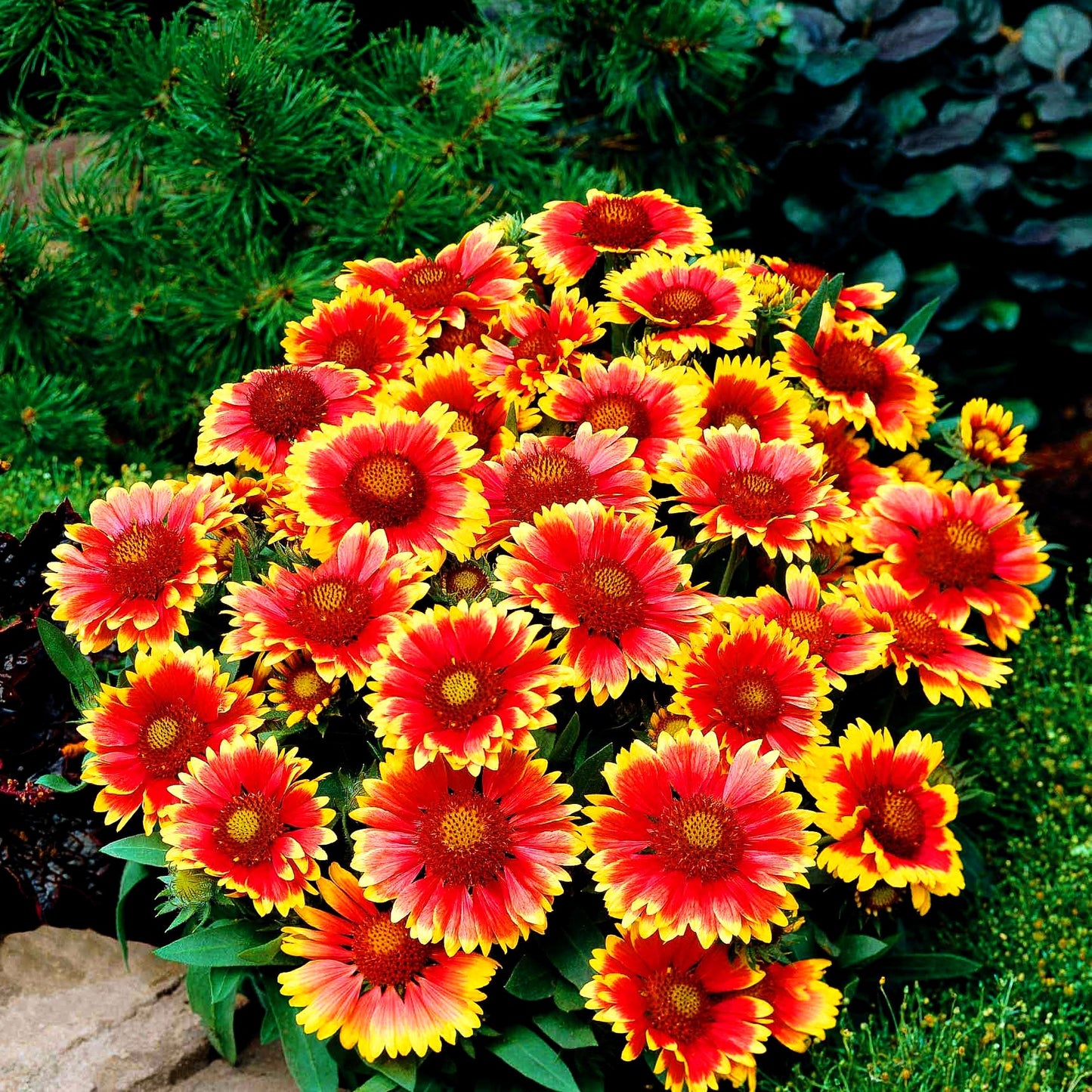 Großblumige Kokardenblume 'Arizona Sun' (Gaillardia x grandiflora)