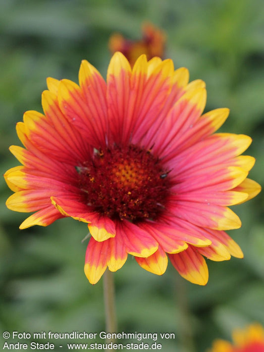 Großblumige Kokardenblume 'Bremen' (Gaillardia x grandiflora)