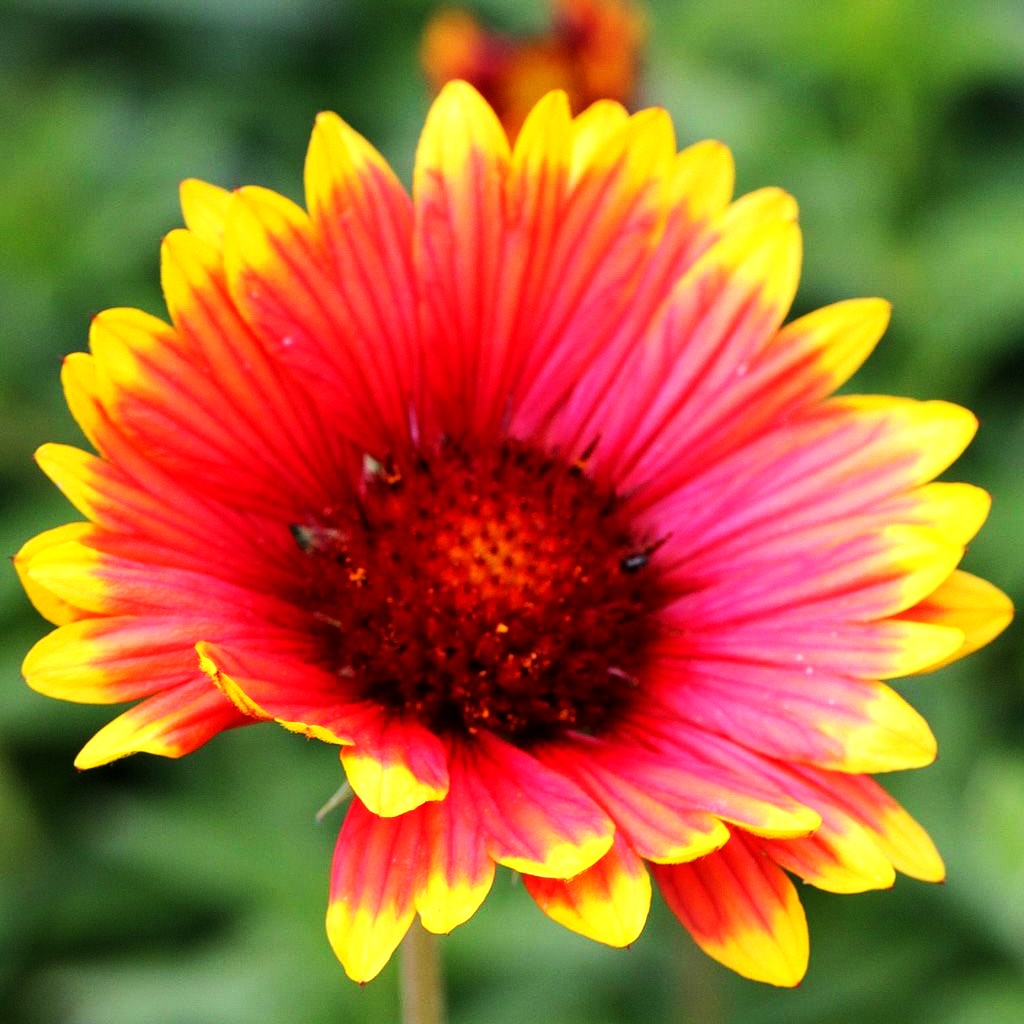 Großblumige Kokardenblume 'Bremen' (Gaillardia x grandiflora)