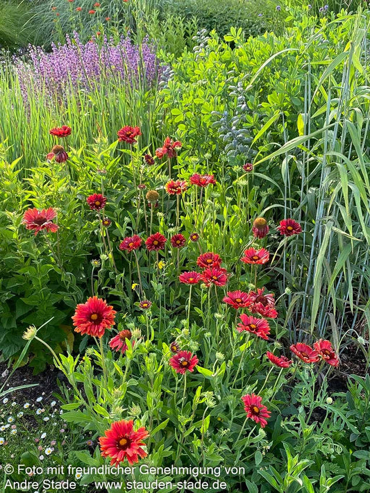 Großblumige Kokardenblume 'Burgunder' (Gaillardia x grandiflora)