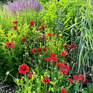 Großblumige Kokardenblume 'Burgunder' (Gaillardia x grandiflora)