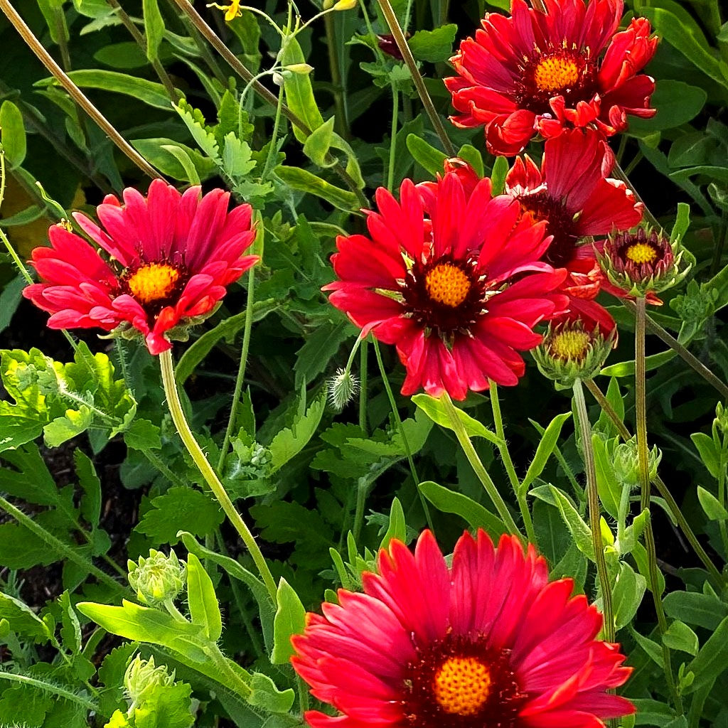 Großblumige Kokardenblume 'Burgunder' (Gaillardia x grandiflora)