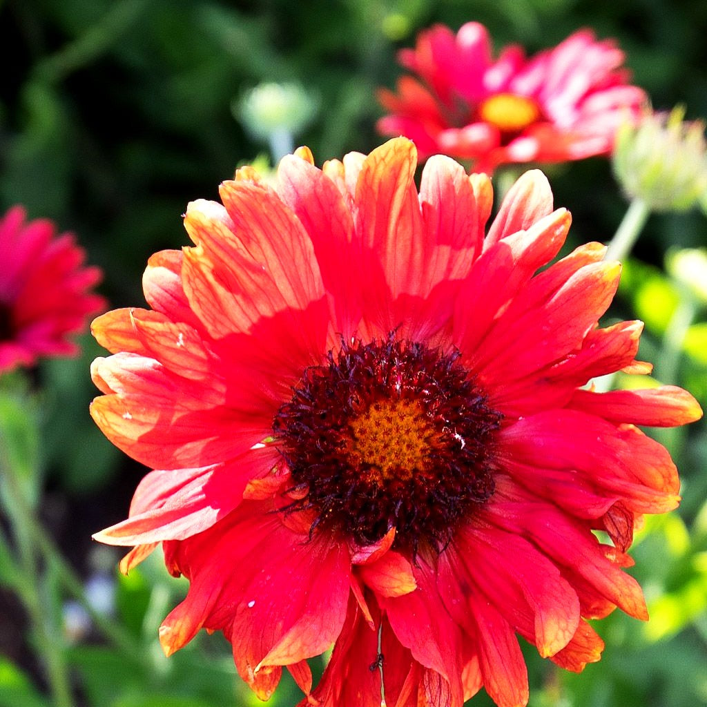 Großblumige Kokardenblume 'Burgunder' (Gaillardia x grandiflora)
